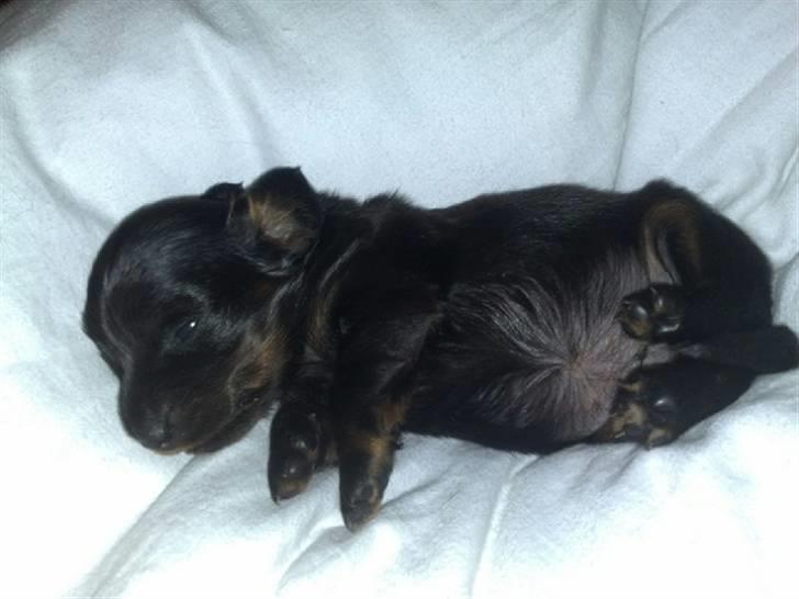 Miniature gravhund Merle billede 5