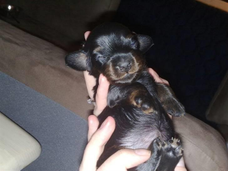 Miniature gravhund Merle billede 6