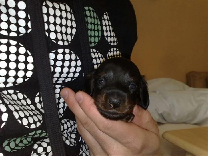 Miniature gravhund Merle billede 7