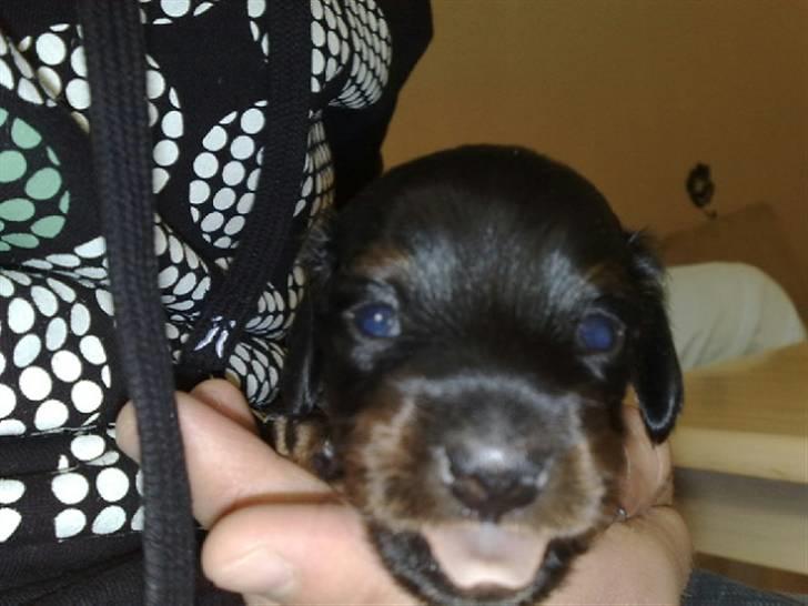 Miniature gravhund Merle billede 8