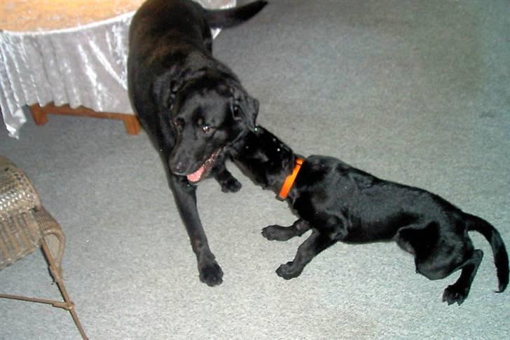 Blanding af racer Sussi billede 7