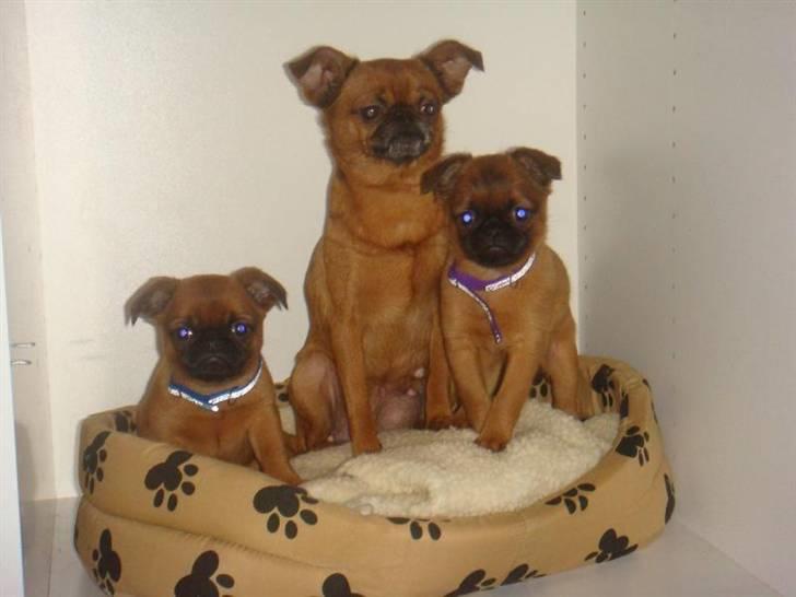 Griffon petit brabancon Pixi - Familiefoto: mor: Molly, søster: Baby m. lilla halsbånd og Pixi m. blå halsbånd billede 4