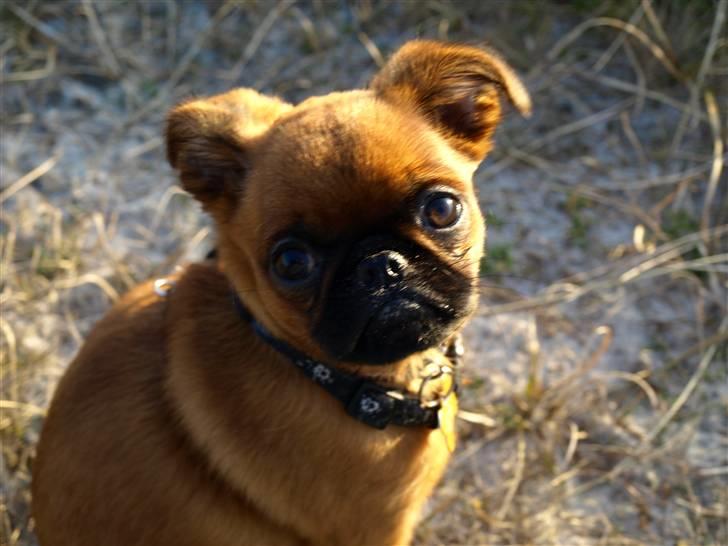 Griffon petit brabancon Pixi - Pixi 15 uger billede 5