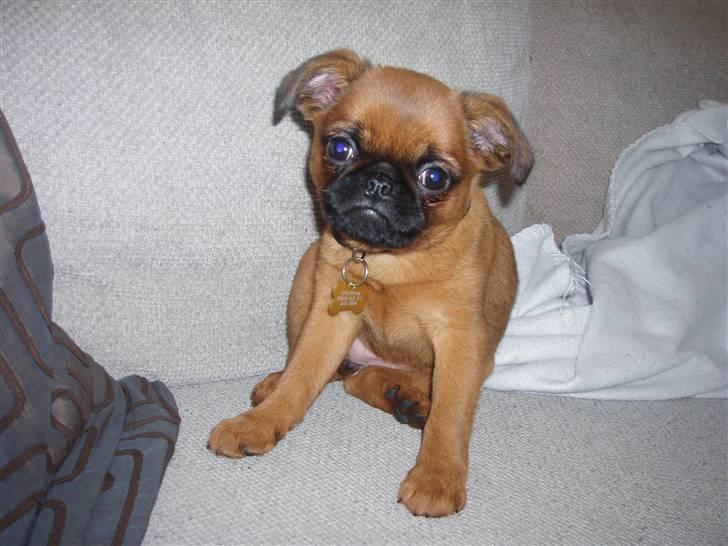 Griffon petit brabancon Pixi billede 6