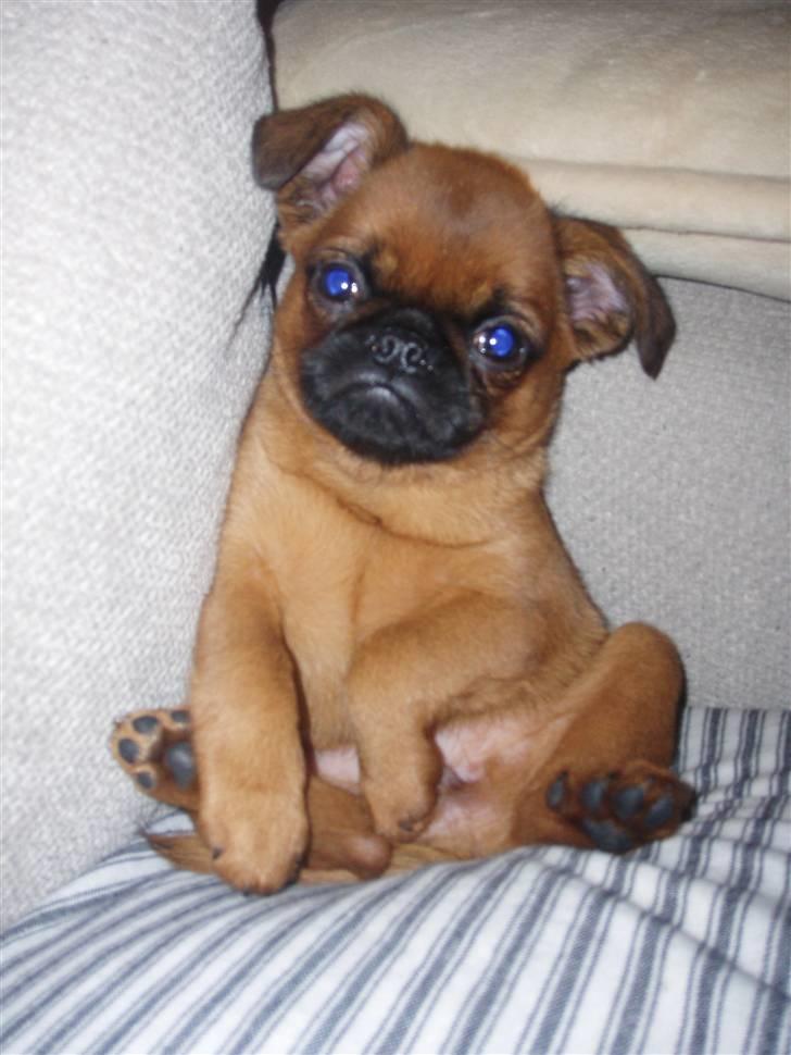 Griffon petit brabancon Pixi billede 7