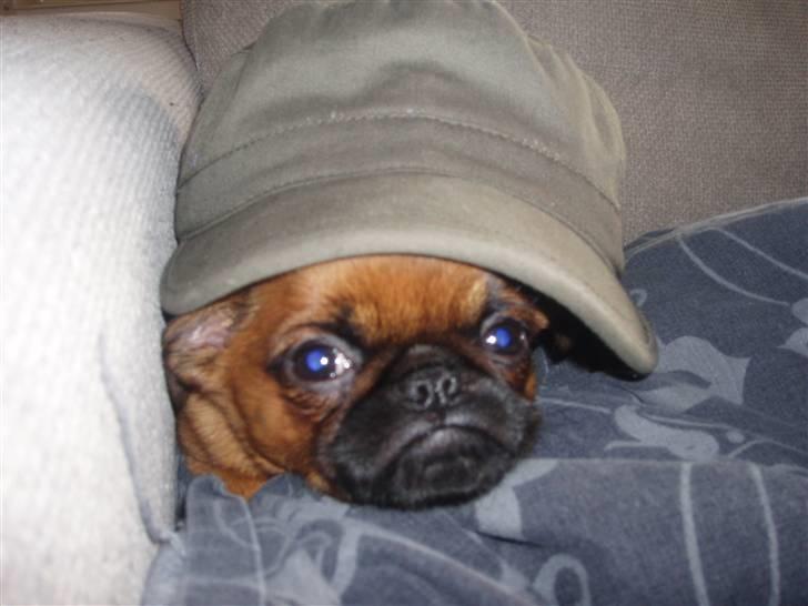 Griffon petit brabancon Pixi billede 8