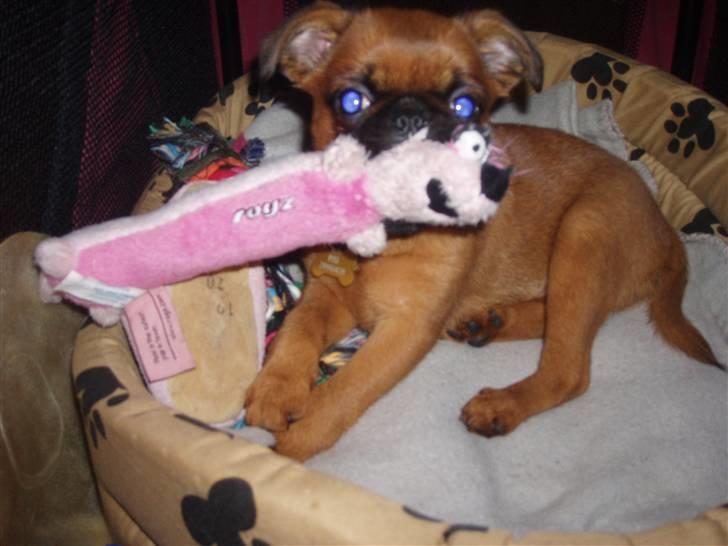 Griffon petit brabancon Pixi billede 9