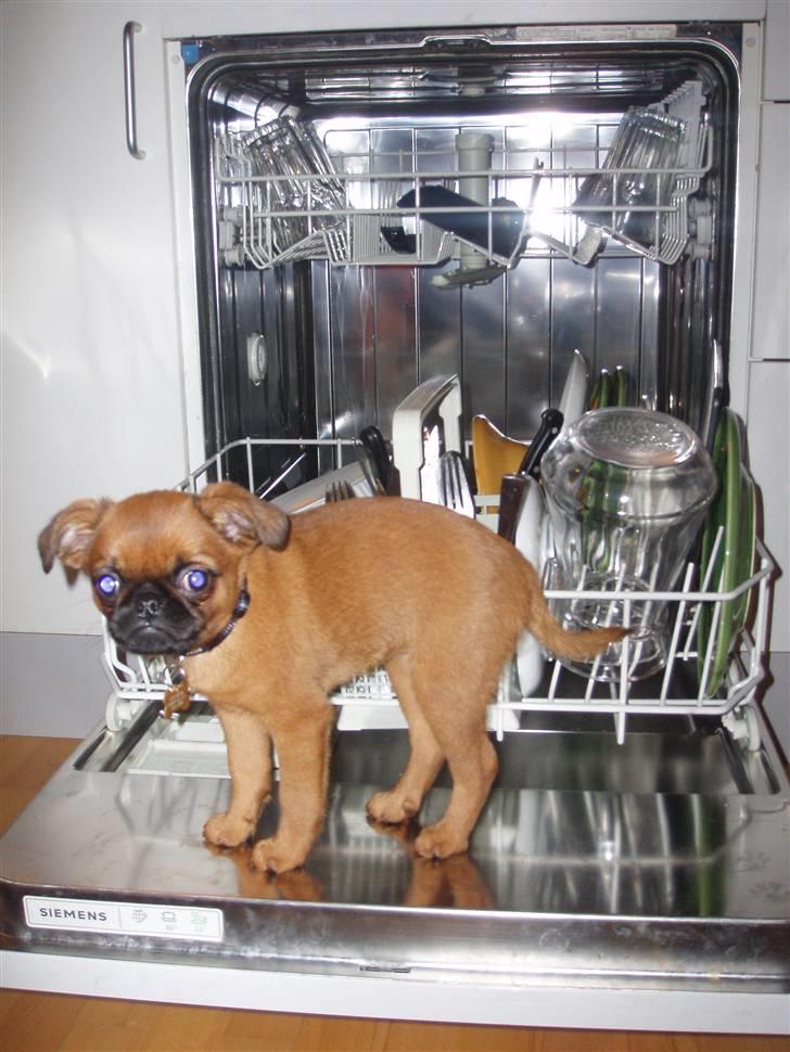 Griffon petit brabancon Pixi billede 10