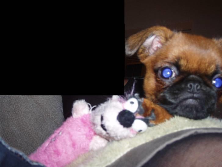 Griffon petit brabancon Pixi - Roxy og Pixi, bedste venner/fjender billede 11