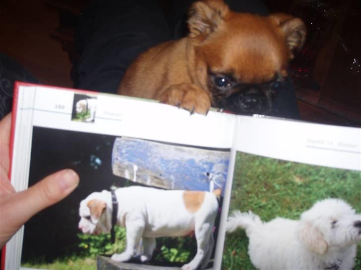 Griffon petit brabancon Pixi billede 12