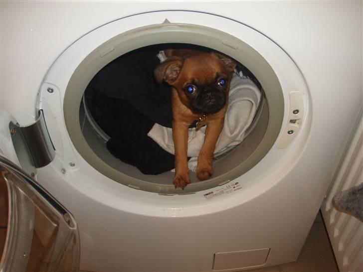 Griffon petit brabancon Pixi billede 13