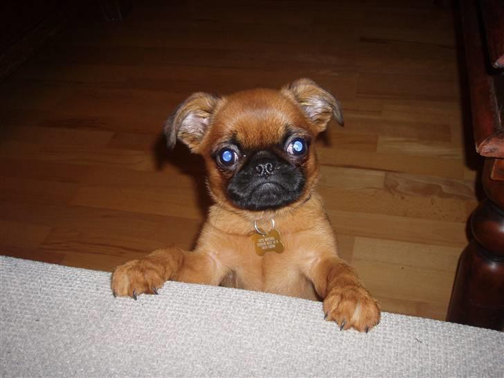 Griffon petit brabancon Pixi billede 14