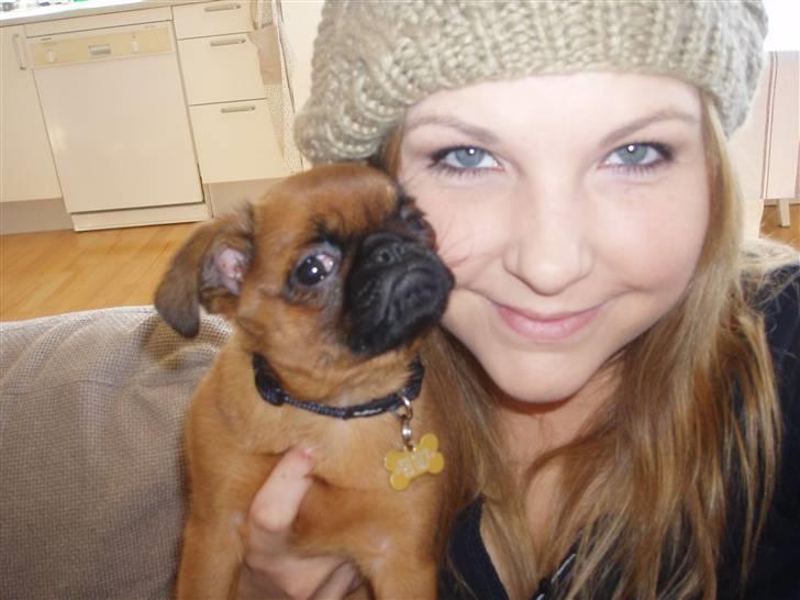 Griffon petit brabancon Pixi - Pixi og mor billede 15