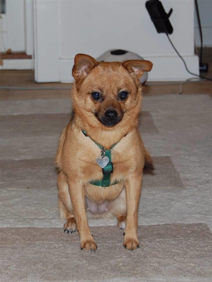 Blanding af racer bianca billede 16