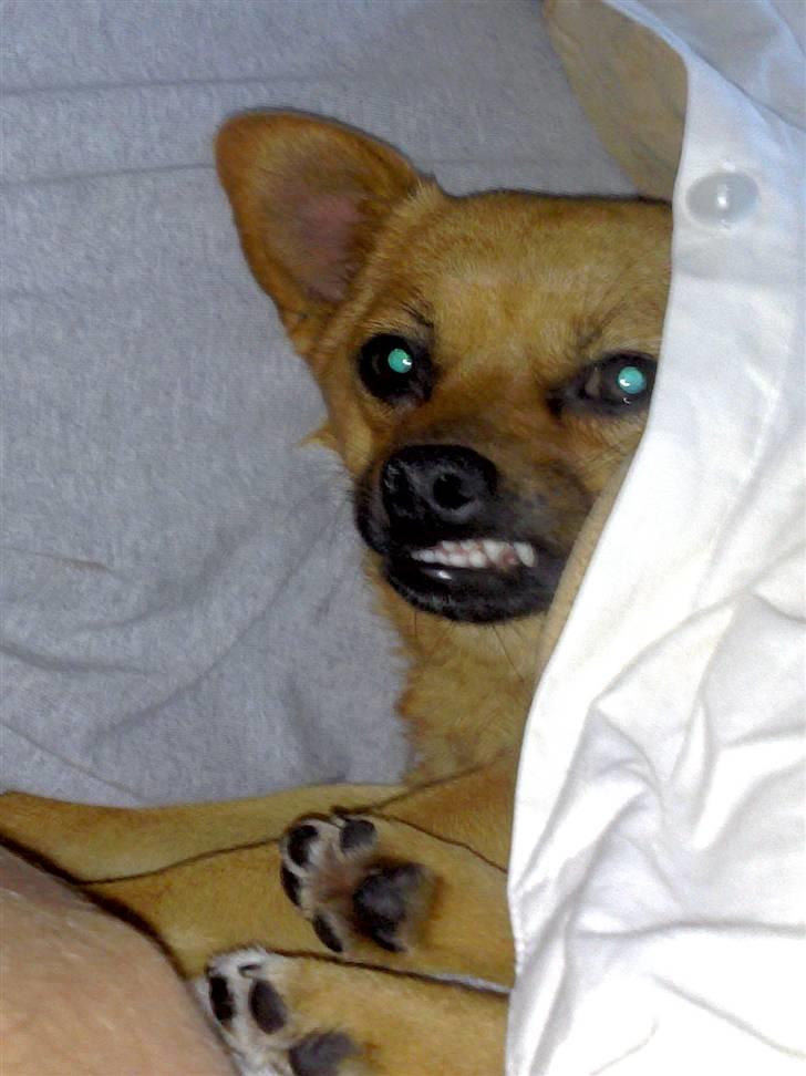 Blanding af racer bianca - Grrrrr... Nej læben sidder fast efter at ha sovet gg. billede 18