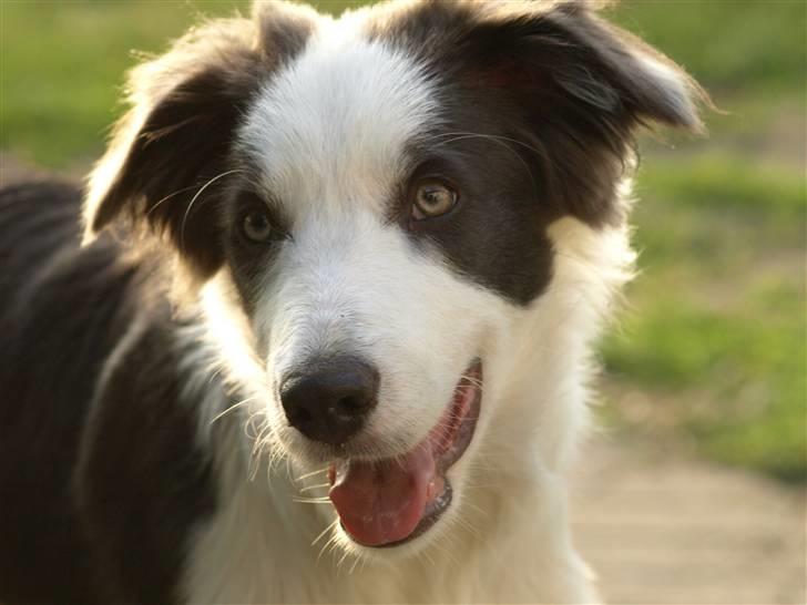 Border collie Gizmo billede 7