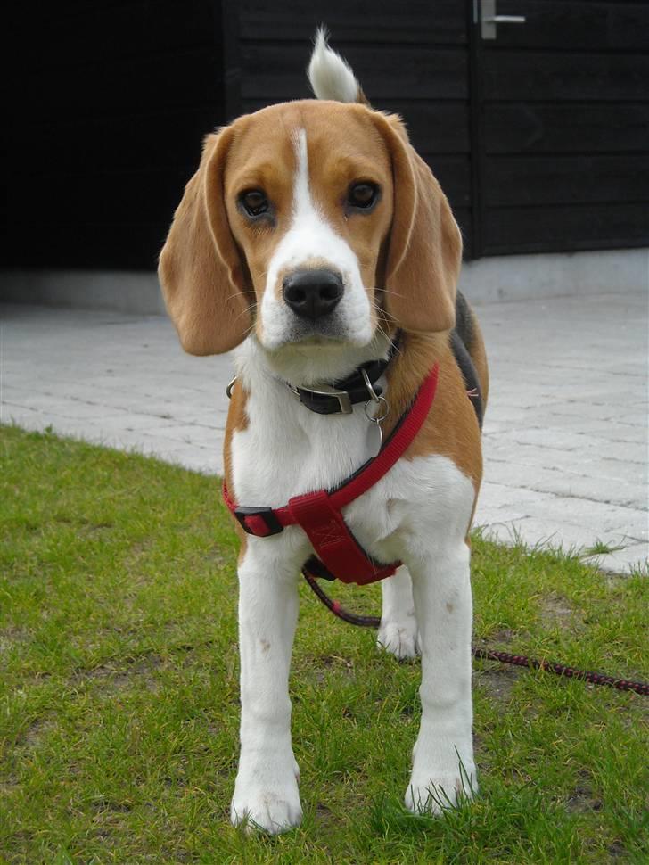 Beagle Freja billede 3