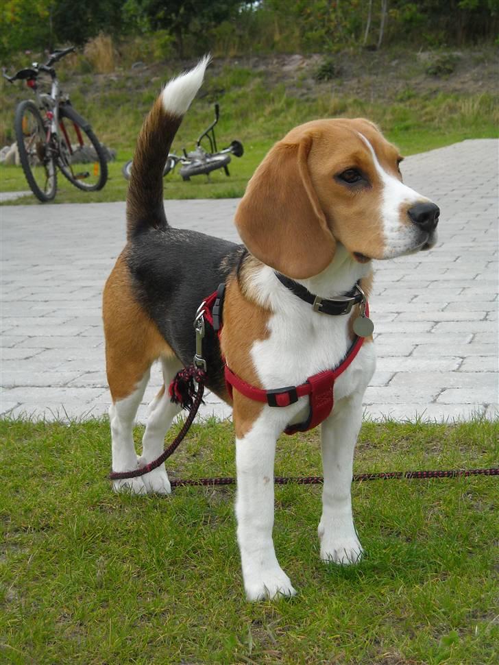 Beagle Freja billede 6