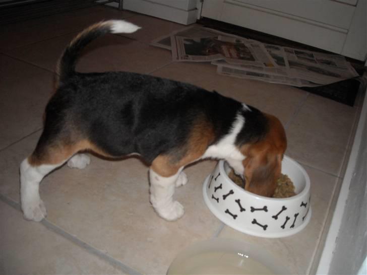 Beagle Freja - som hel lille billede 8