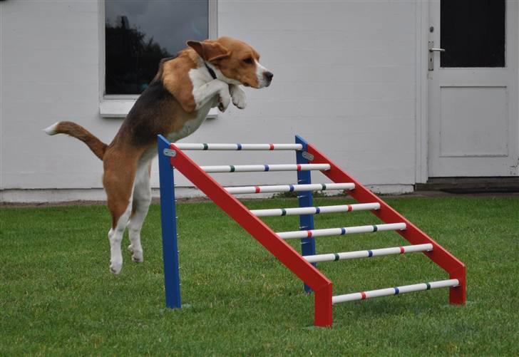 Beagle Freja - © LKB © Den forkerte vej fra :D men hun kan godt springe !! :D billede 9
