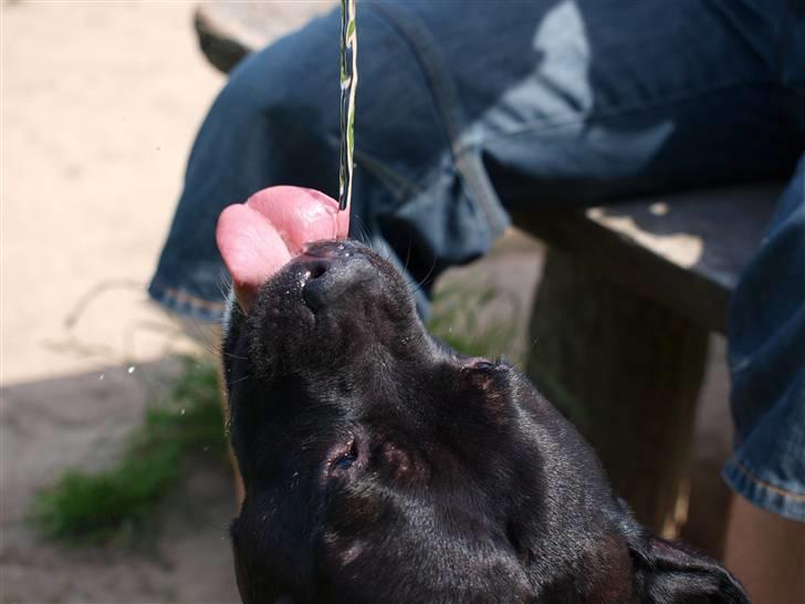 Staffordshire bull terrier Nala - NYT! - NammeNAM! billede 13