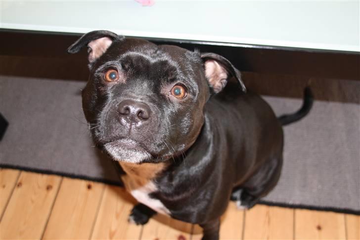 Staffordshire bull terrier Nala - Det er så Nalas blik når man siger : skal vi gå tur ? :D billede 14