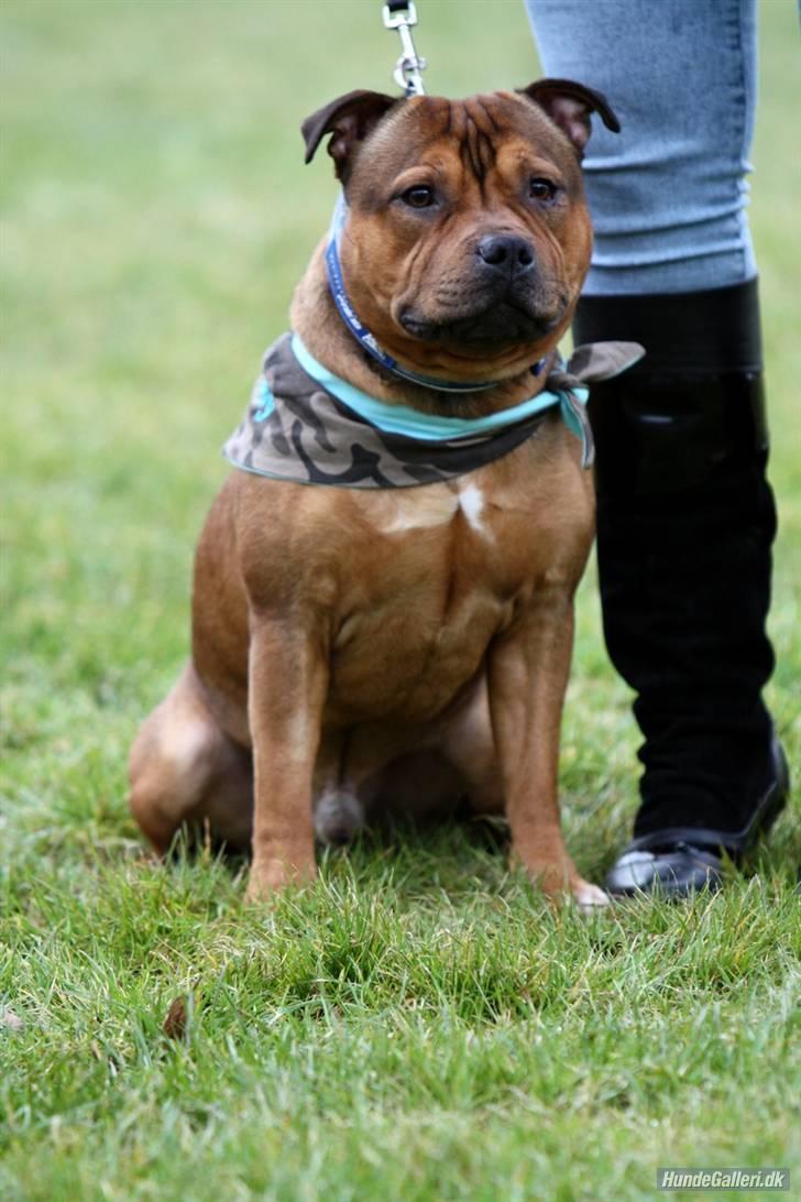 Staffordshire bull terrier Manse billede 16