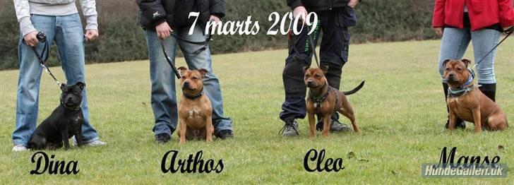 Staffordshire bull terrier Manse billede 17