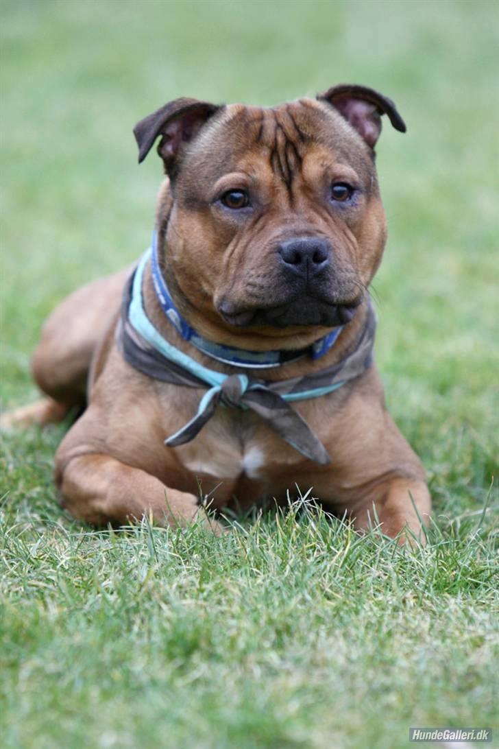 Staffordshire bull terrier Manse billede 18