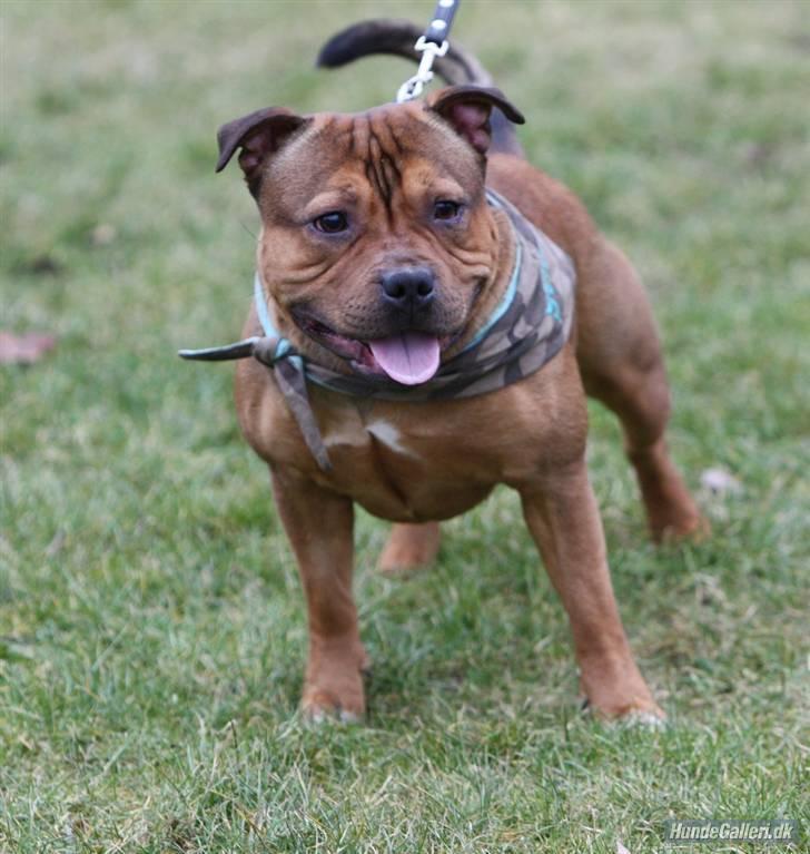 Staffordshire bull terrier Manse billede 19