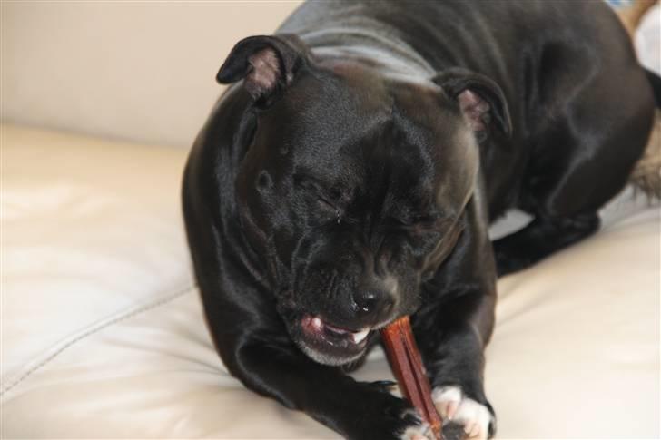Staffordshire bull terrier Nala - Nammenam.. den er god :D billede 15