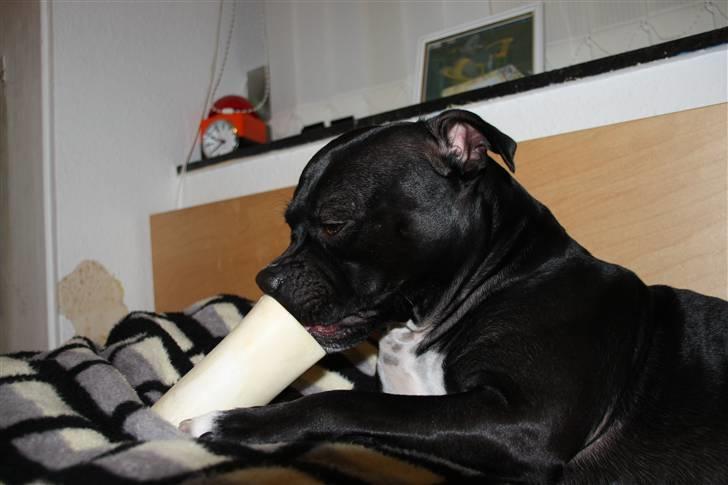 Staffordshire bull terrier Nala - Når man ikke må bide tapet af væggene, må man nøjes med et marvben, men .. det er vist også okay ;o) billede 16
