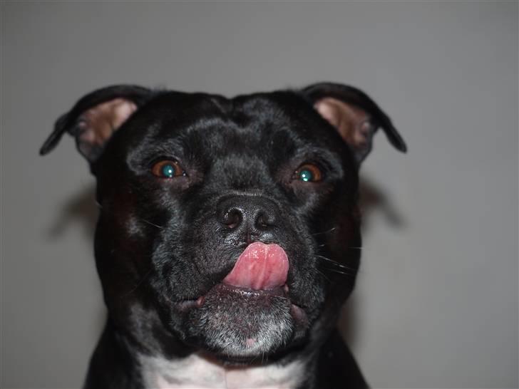 Staffordshire bull terrier Nala - Slurp :D billede 17