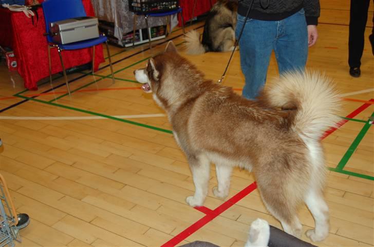 Alaskan malamute Sakima - Hårlev 11 mdr billede 16