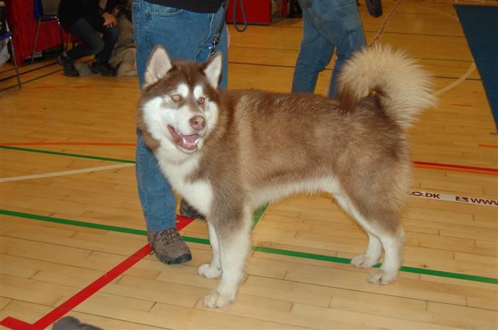 Alaskan malamute Sakima - Hårlev 11 mdr billede 17