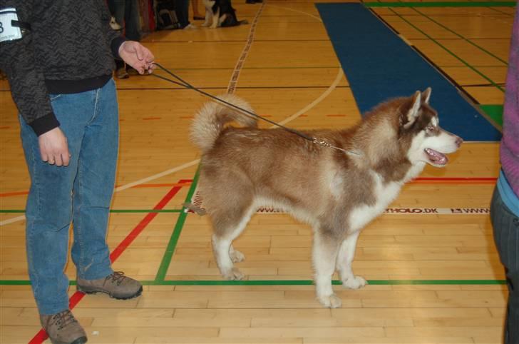 Alaskan malamute Sakima - Hårlev 11 mdr billede 18