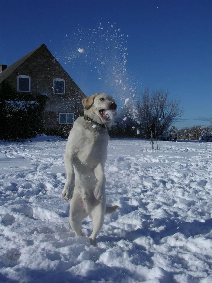 Labrador retriever Buster billede 1