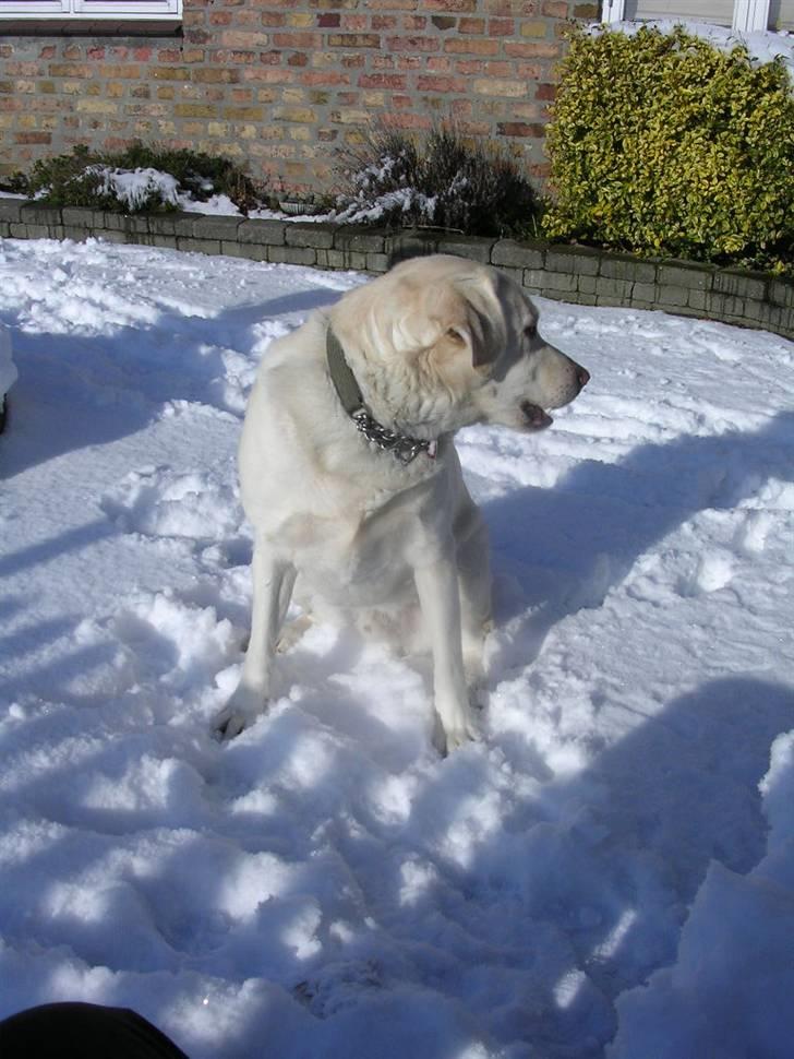 Labrador retriever Buster billede 2