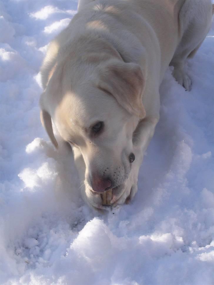 Labrador retriever Buster billede 3