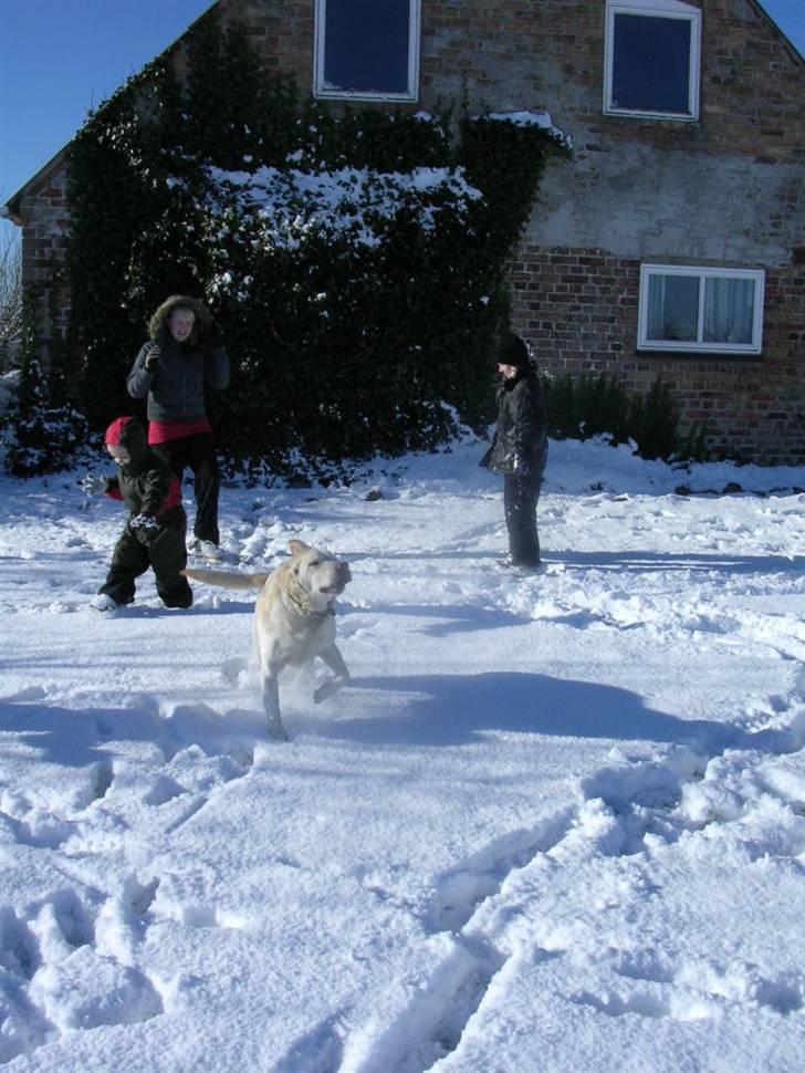 Labrador retriever Buster billede 4