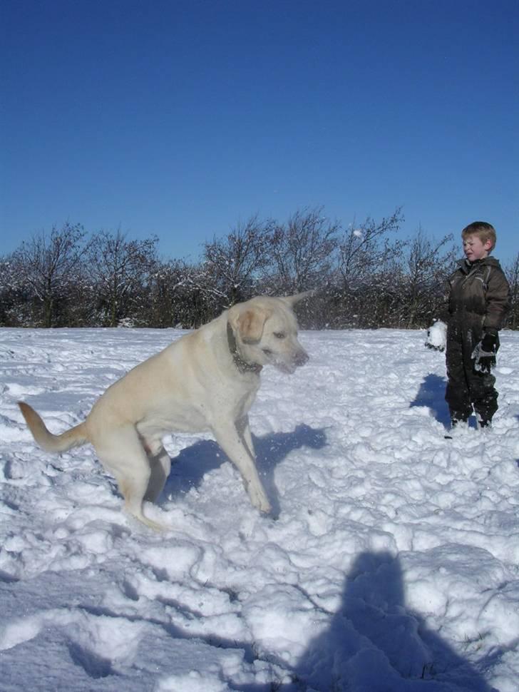 Labrador retriever Buster billede 5