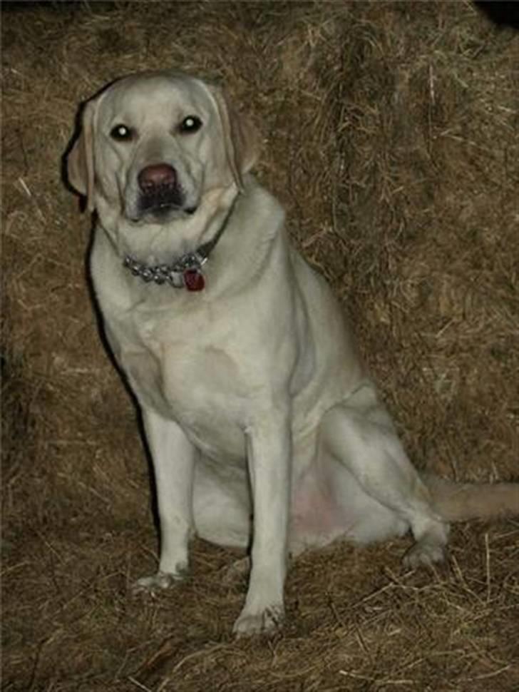 Labrador retriever Buster billede 6