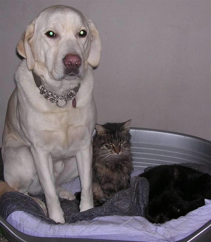 Labrador retriever Buster billede 7