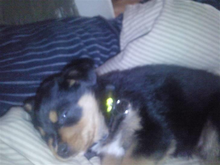 Rottweiler Didrik - Søøøøøvn , det er noget jeg kan li efter en bette gåtur..  billede 2