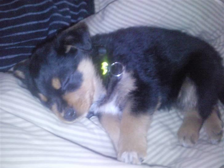 Rottweiler Didrik - Søøøøøvn , det er noget jeg kan li efter en bette gåtur..  billede 3