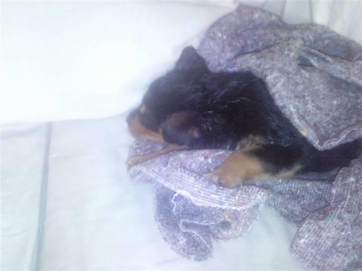 Rottweiler Didrik - Får mig lige en lur efter en tur ude og lege og et dejligt bad bagefter..  billede 4