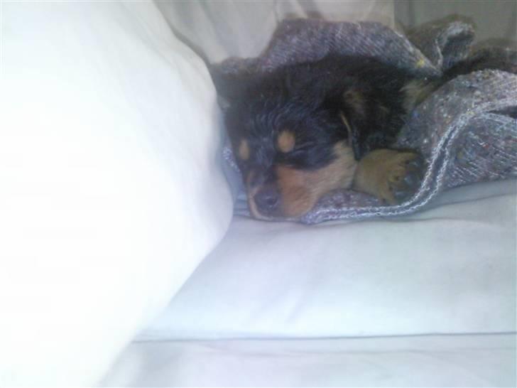 Rottweiler Didrik - Deeejligt med en morfar til den bette hund billede 5