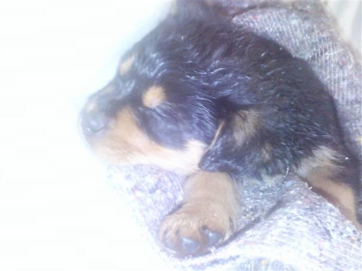 Rottweiler Didrik - zzZZZzzz billede 6