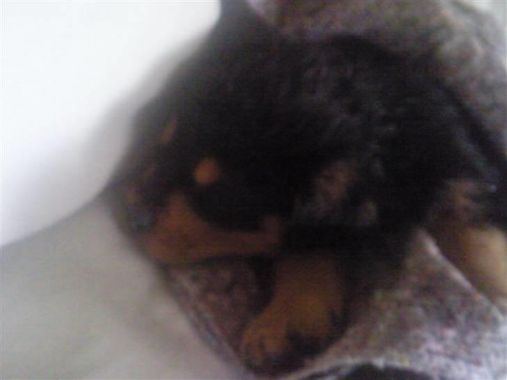 Rottweiler Didrik - ZZZzzzZZz billede 7