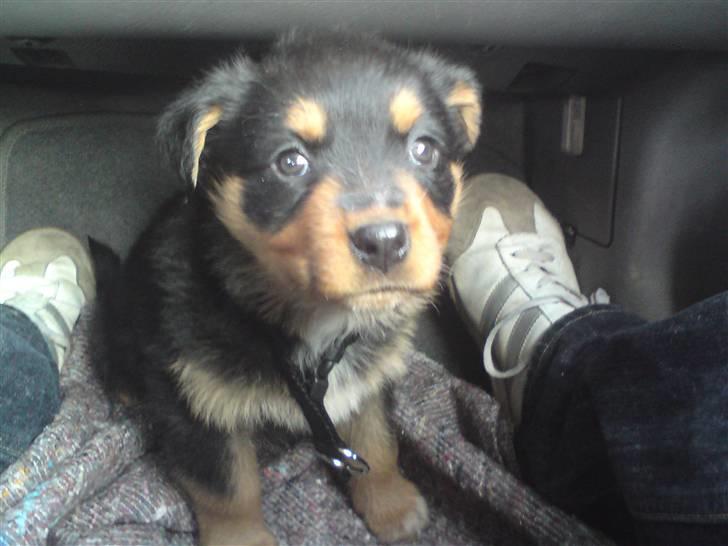 Rottweiler Didrik billede 8